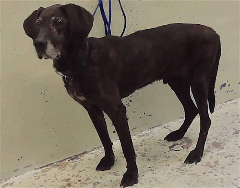 A senior medium-sized male Hound dog named Noodle for adoption in Houston, TX