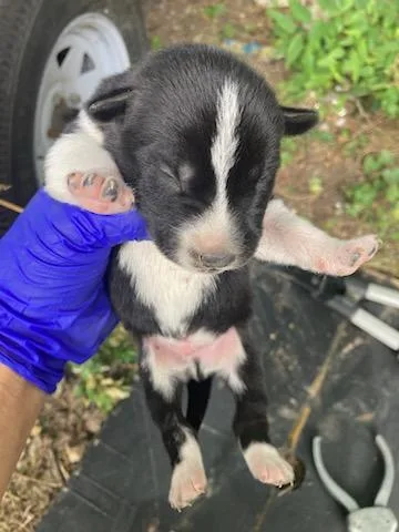 A baby medium-sized male Husky dog named 4 for adoption in Dallas, TX