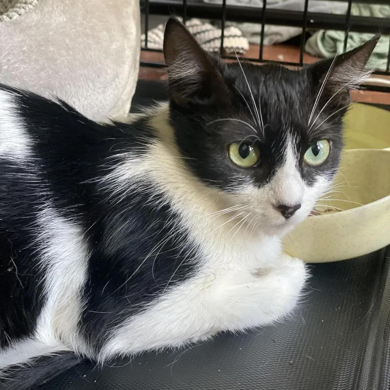 A young medium-sized female Black Domestic Short Hair cat named Penelope for adoption in San Francisco, CA