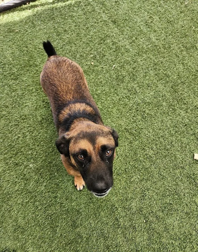 An adult medium-sized male German Shepherd Dog dog named Shadow for adoption in Hopkinsville, KY