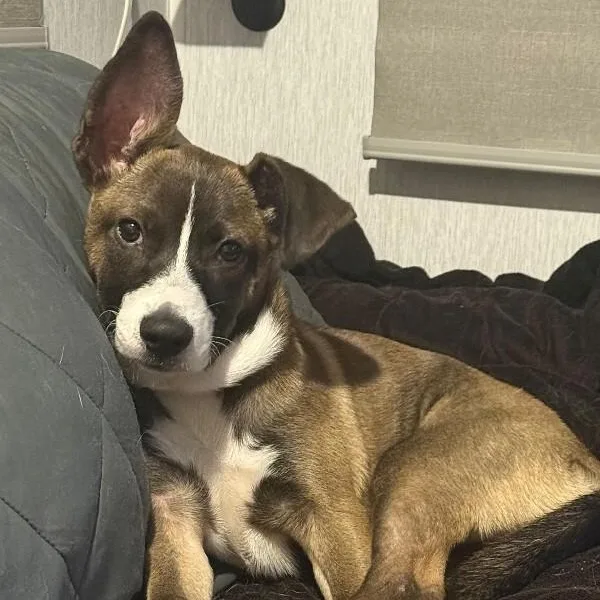 A baby medium-sized male Tricolor (Brown, Black, & White) Mixed Breed dog named Rio for adoption in Houston, TX