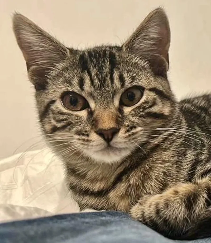 Gnocchi The Sweetest Girl thumbnail 2