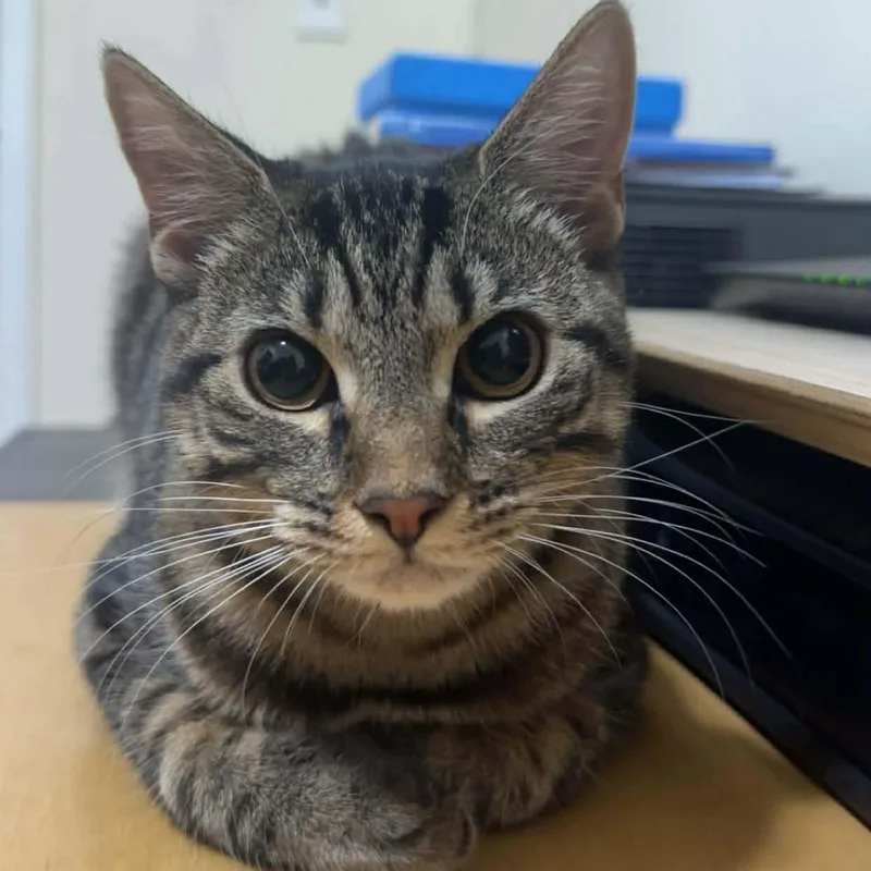 Gnocchi The Sweetest Girl