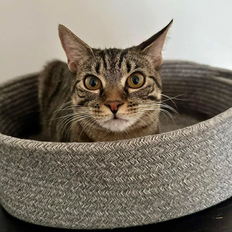 Gnocchi The Sweetest Girl thumbnail 3