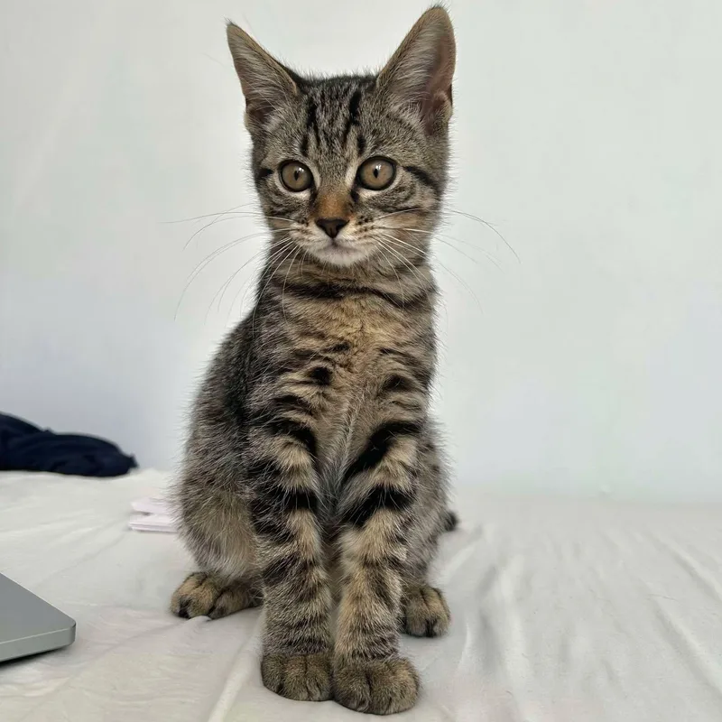 Gnocchi The Sweetest Girl thumbnail 4