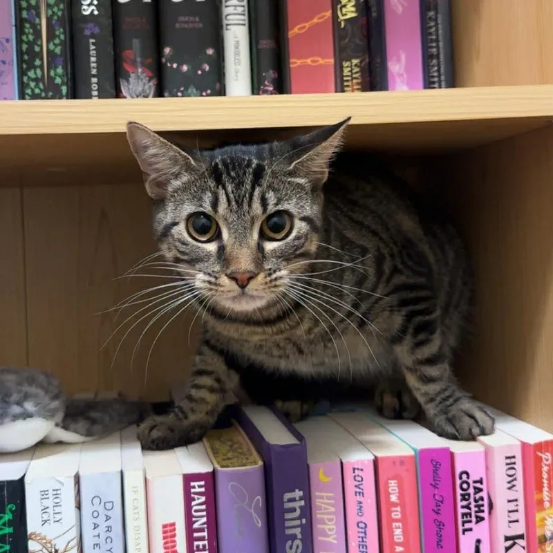 Gnocchi The Sweetest Girl thumbnail 5