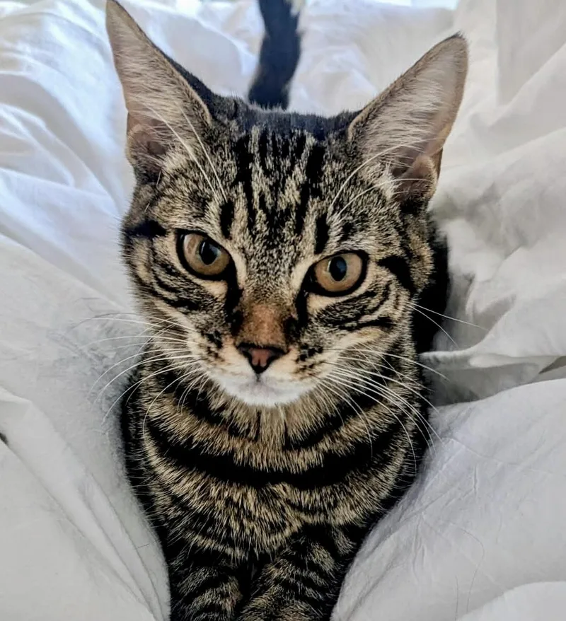 Gnocchi The Sweetest Girl thumbnail 6