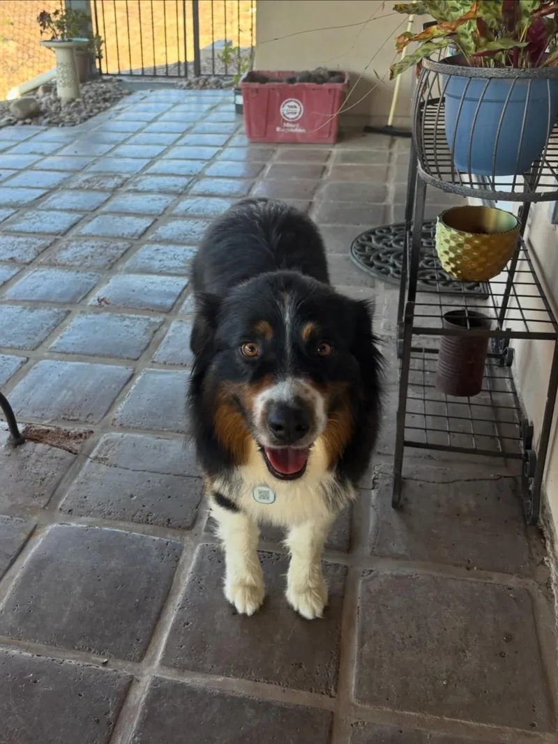 A young medium-sized male Border Collie dog named Charlie for adoption in santa monica, CA