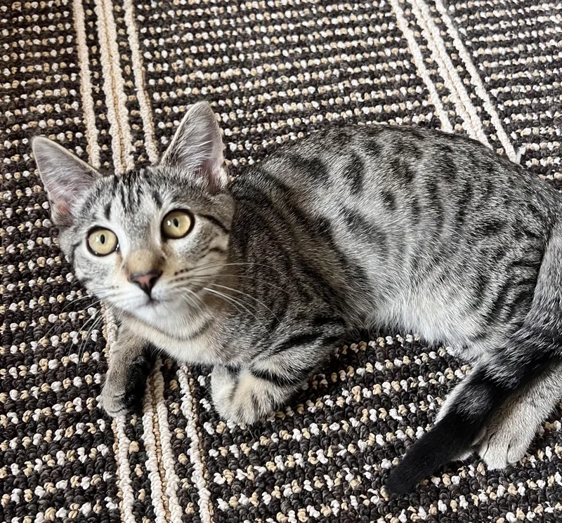 A baby medium-sized female Tabby (Buff / Tan / Fawn) Tabby cat named Jerica for adoption in Springfield, OR