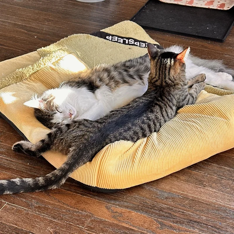 Valentino thumbnail 2