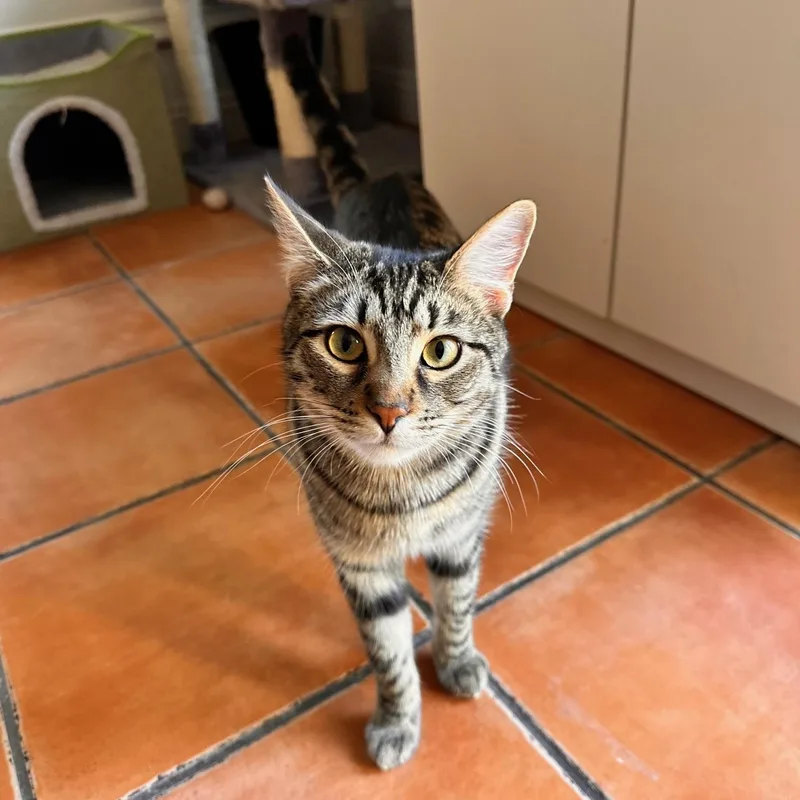 Valentino thumbnail 4