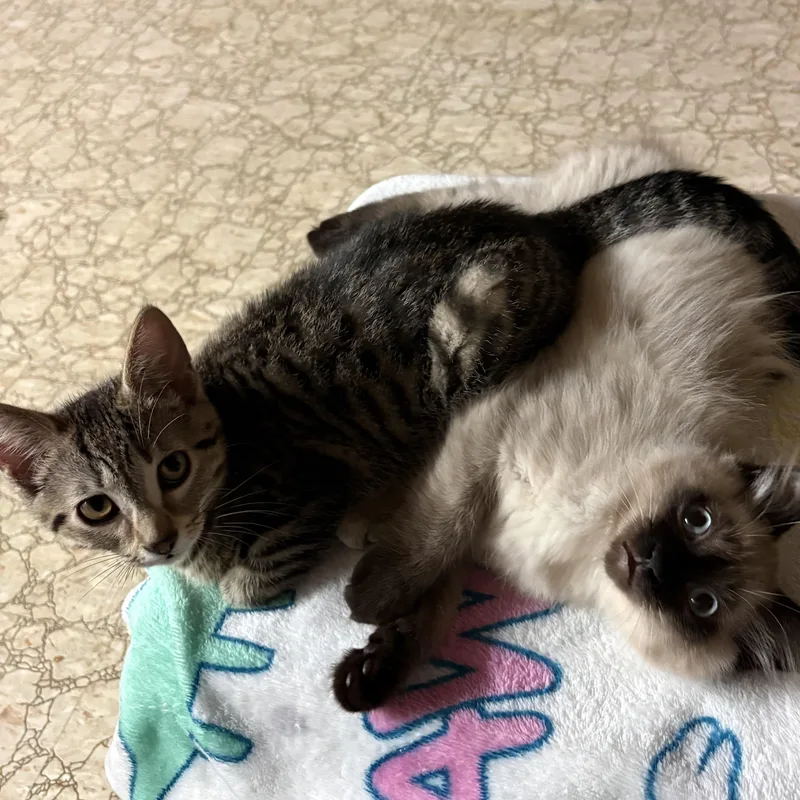 A baby medium-sized male Tabby (Buff / Tan / Fawn) Domestic Short Hair cat named Valor for adoption in Garden City, MI