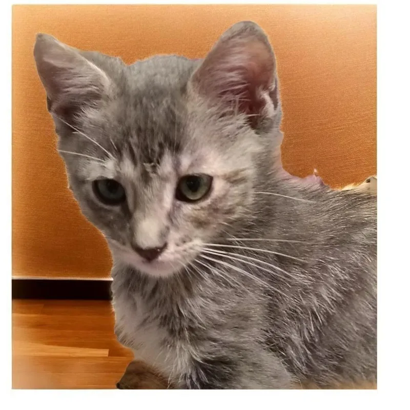 A baby medium-sized male Domestic Short Hair cat named Marshmallow for adoption in Richland Hills, TX