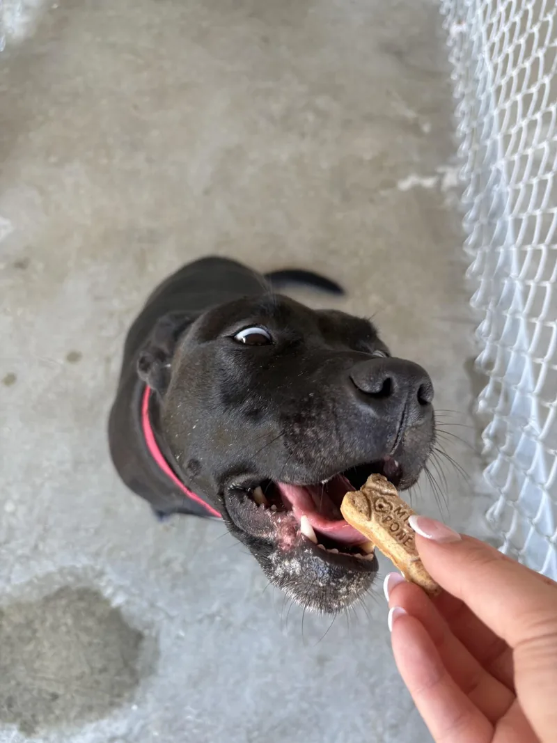 An adult medium-sized female Black American Staffordshire Terrier dog named Violet for adoption in West Warwick, RI