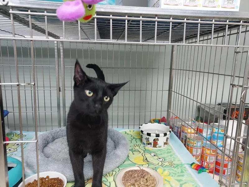 A young medium-sized male Black Domestic Short Hair cat named Binx for adoption in Ellicott City, MD