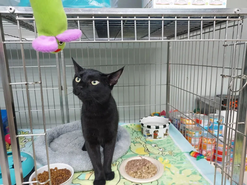 Binx thumbnail 2