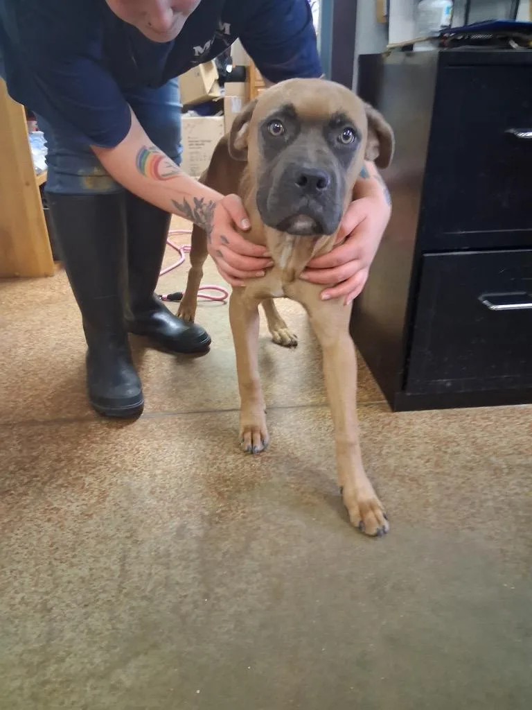 A baby medium-sized male Boxer dog named Bruno for adoption in Brownwood, TX