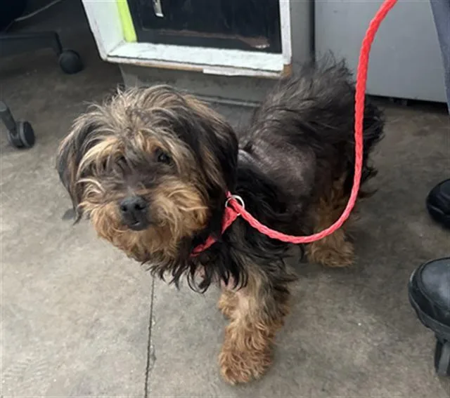 A senior small-sized male Mixed Breed dog named Sherman for adoption in Dallas, TX