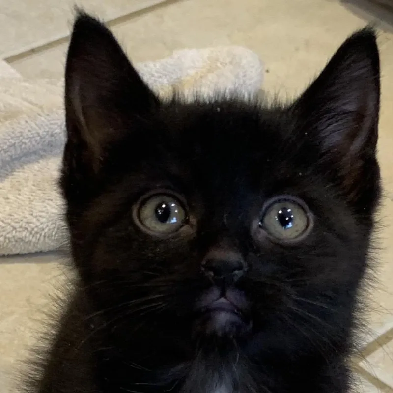 A baby small-sized male Black Domestic Short Hair cat named Leo for adoption in Danbury, CT