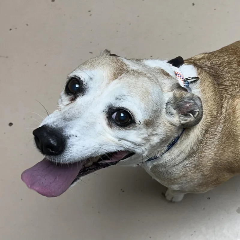 A senior medium-sized female Yellow / Tan / Blond / Fawn Labrador Retriever dog named Trixie for adoption in Perkiomenville, PA