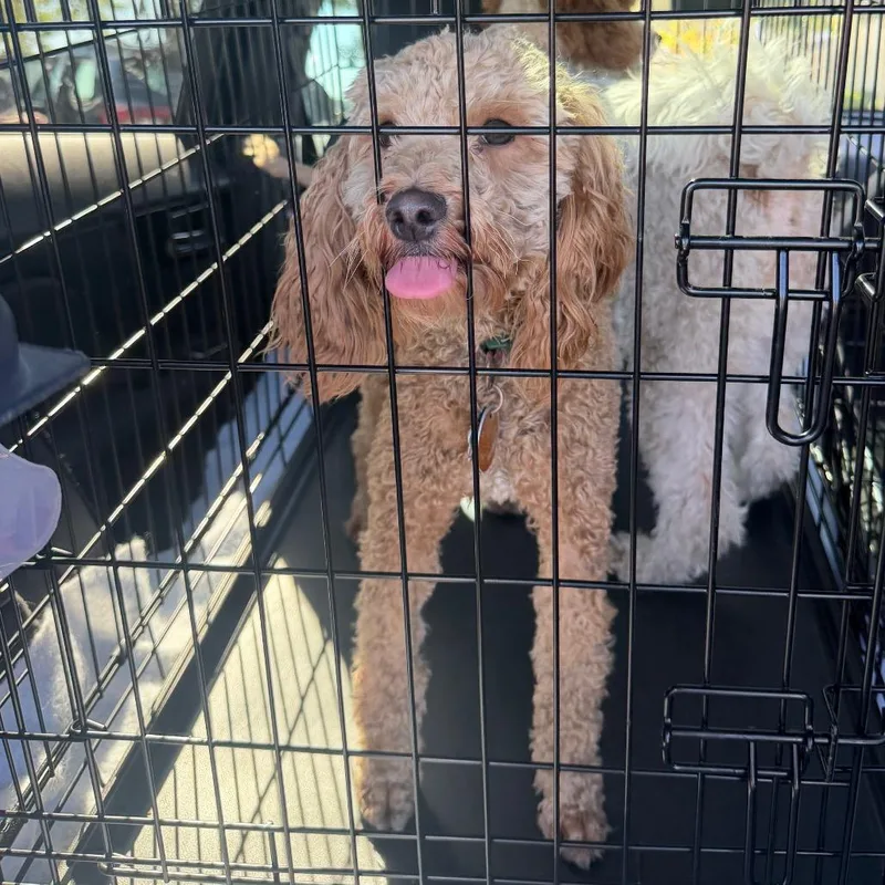 An adult small-sized male Golden Retriever dog named Teddy for adoption in Peculiar, MO