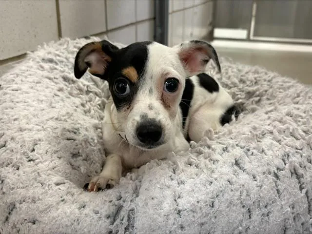 A baby small-sized male Chihuahua dog named Langston for adoption in Colorado Springs, CO