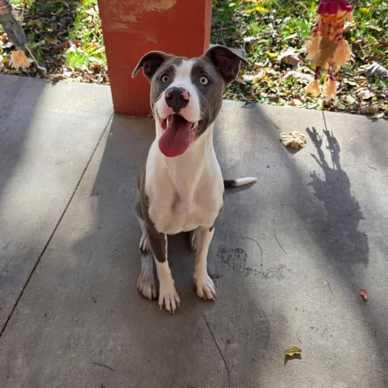 A young medium-sized female Gray / Blue / Silver Mixed Breed dog named Sage for adoption in Grand Rapids, MI