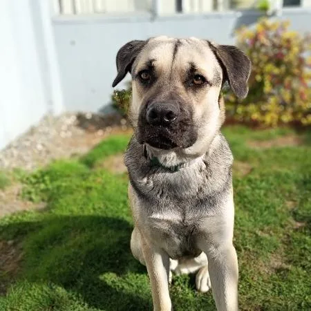 A young large-sized male German Shepherd Dog dog named Palmer for adoption in McMinnville, OR