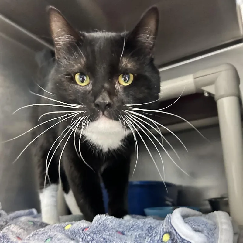 An adult large-sized male Black Domestic Short Hair cat named James Bond for adoption in Newport, NC
