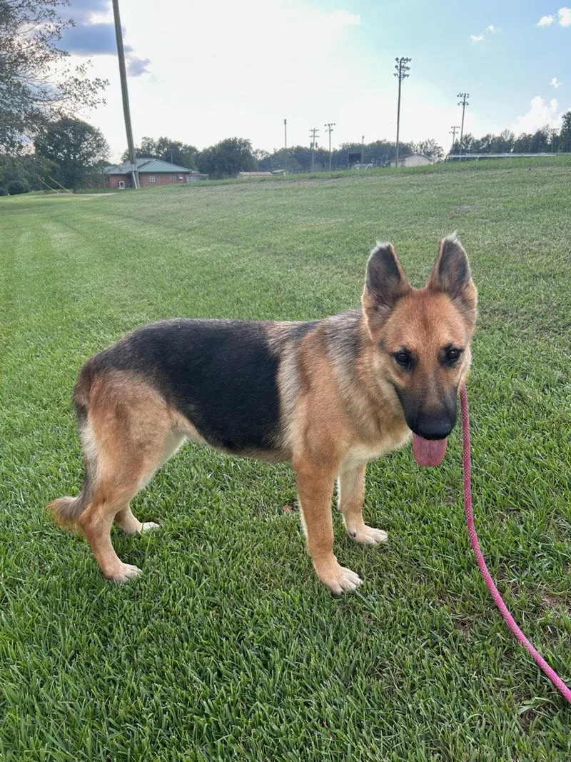 An adult large-sized female German Shepherd Dog dog named Pepper for adoption in Monticello, MS