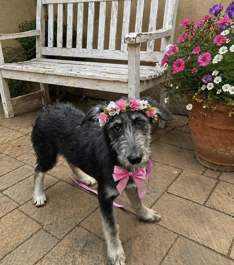 A young medium-sized female Labrador Retriever dog named Apricot Sweet Labradoodle for adoption in Mount Laurel, NJ