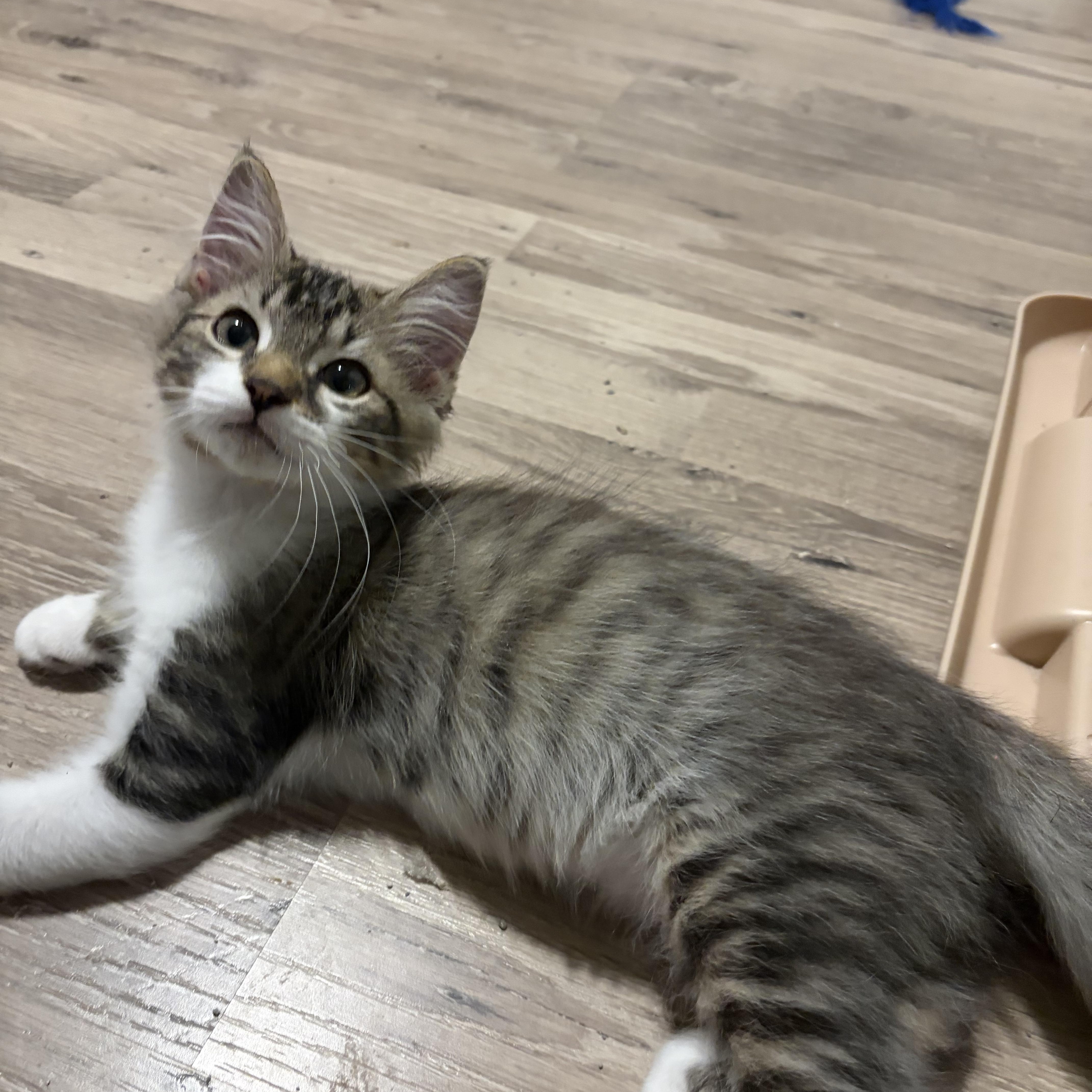 A baby medium-sized male Tabby (Brown / Chocolate) Domestic Medium Hair cat named Biff for adoption in Shelby Township, MI