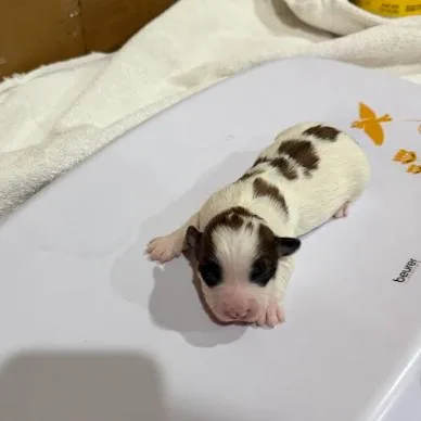 A baby small-sized male White / Cream Terrier dog named Do for adoption in Madison, WI