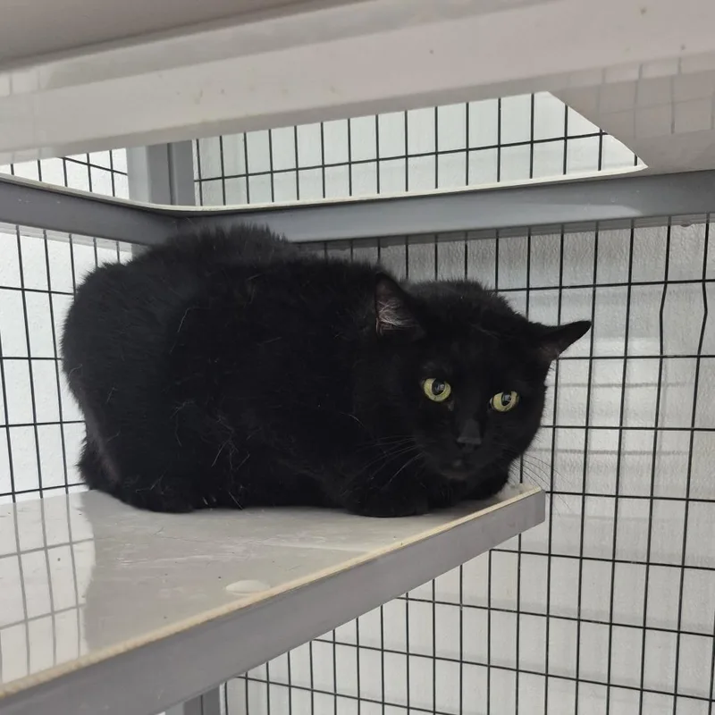 A senior large-sized female Black Bombay cat named Jinx for adoption in Kingman, KS