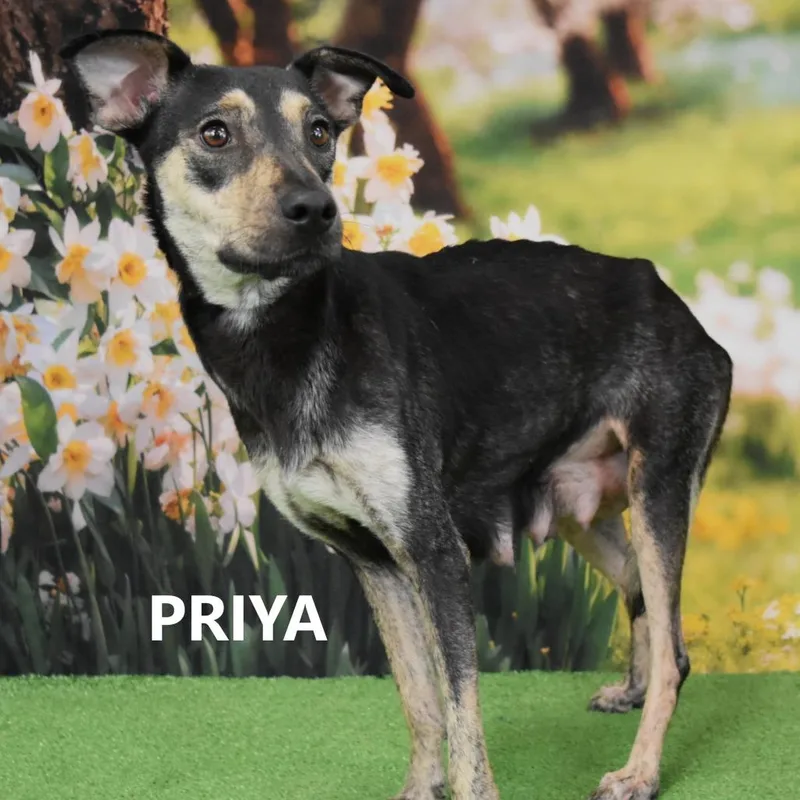 An adult medium-sized female Brown / Chocolate Mixed Breed dog named Priya for adoption in Yuma, AZ