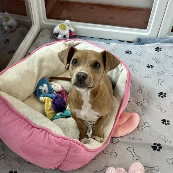 A baby medium-sized male American Staffordshire Terrier dog named Fats Domino for adoption in Walnut Creek, CA