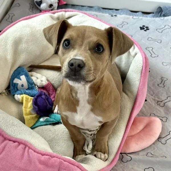 Fats Domino thumbnail 3