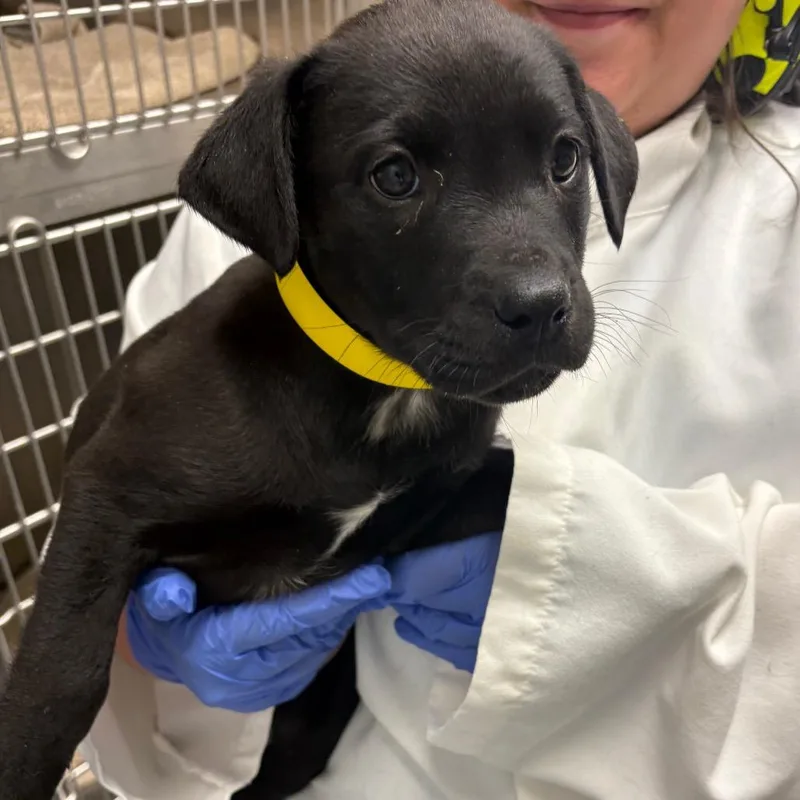 A baby medium-sized female Black Mixed Breed dog named Bingo for adoption in Batavia, OH