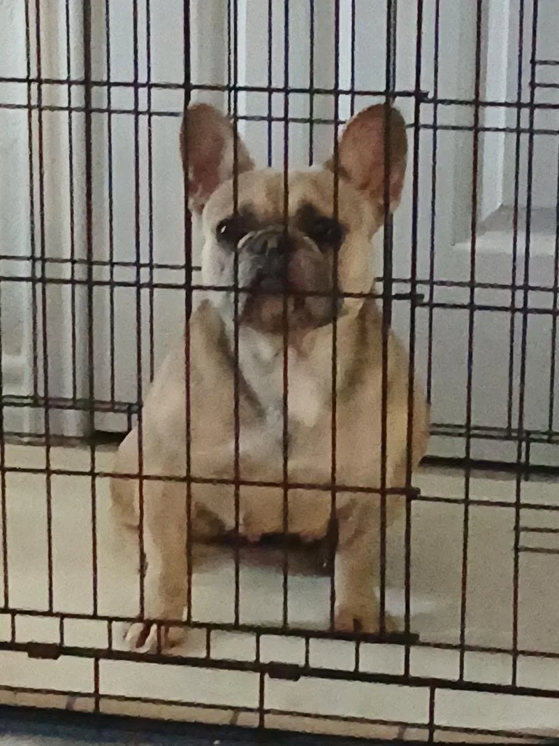 A young small-sized female French Bulldog dog named Cha Cha for adoption in Plano, TX
