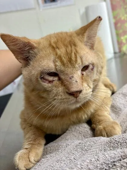 An adult medium-sized male Domestic Short Hair cat named Zarrubo for adoption in San Antonio, TX