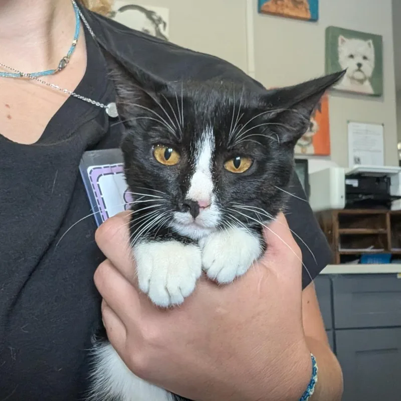 A young medium-sized female Black & White / Tuxedo Domestic Short Hair cat named Rosalina for adoption in Anderson, TX