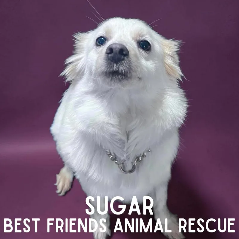 Sugar