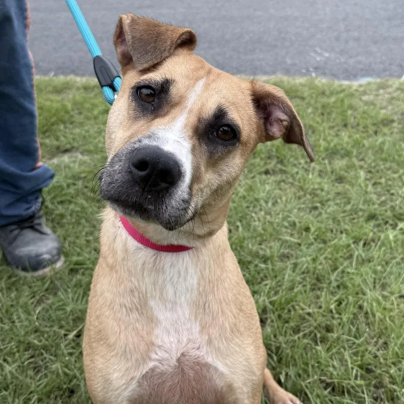 A young medium-sized female Terrier dog named Stella for adoption in Springfield, GA