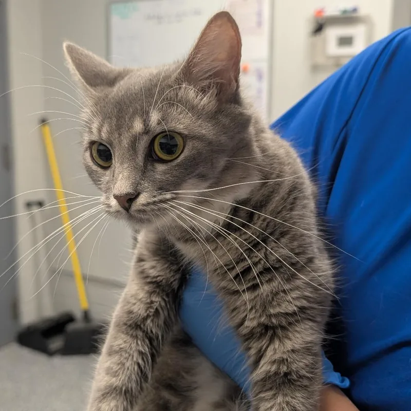An adult medium-sized female Domestic Short Hair cat named Snow White for adoption in Greenville, SC