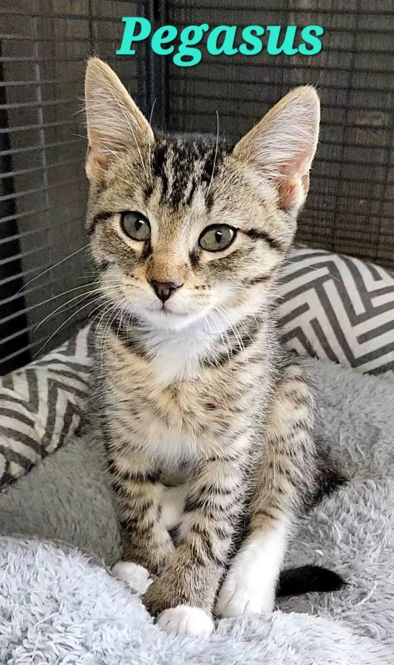 A baby medium-sized male Tabby (Gray / Blue / Silver) Tabby cat named Pegasus for adoption in Macon, GA