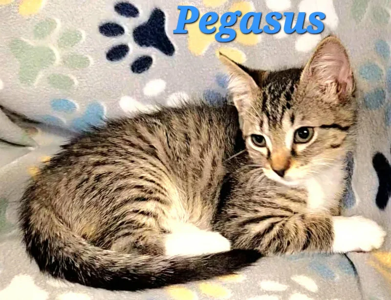Pegasus thumbnail 2