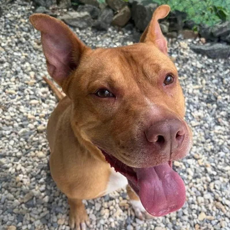 An adult large-sized male Yellow / Tan / Blond / Fawn Pit Bull Terrier dog named Apollo for adoption in Manahawkin, NJ