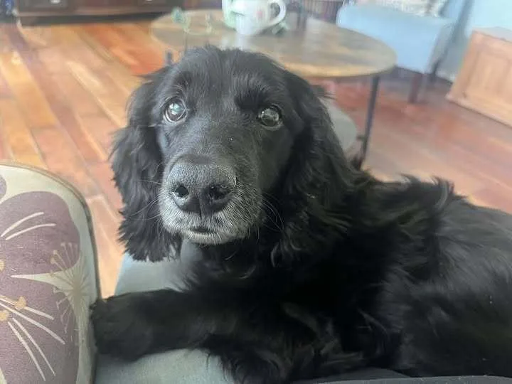 A senior medium-sized female Black Spaniel dog named Everleigh for adoption in Acworth, GA
