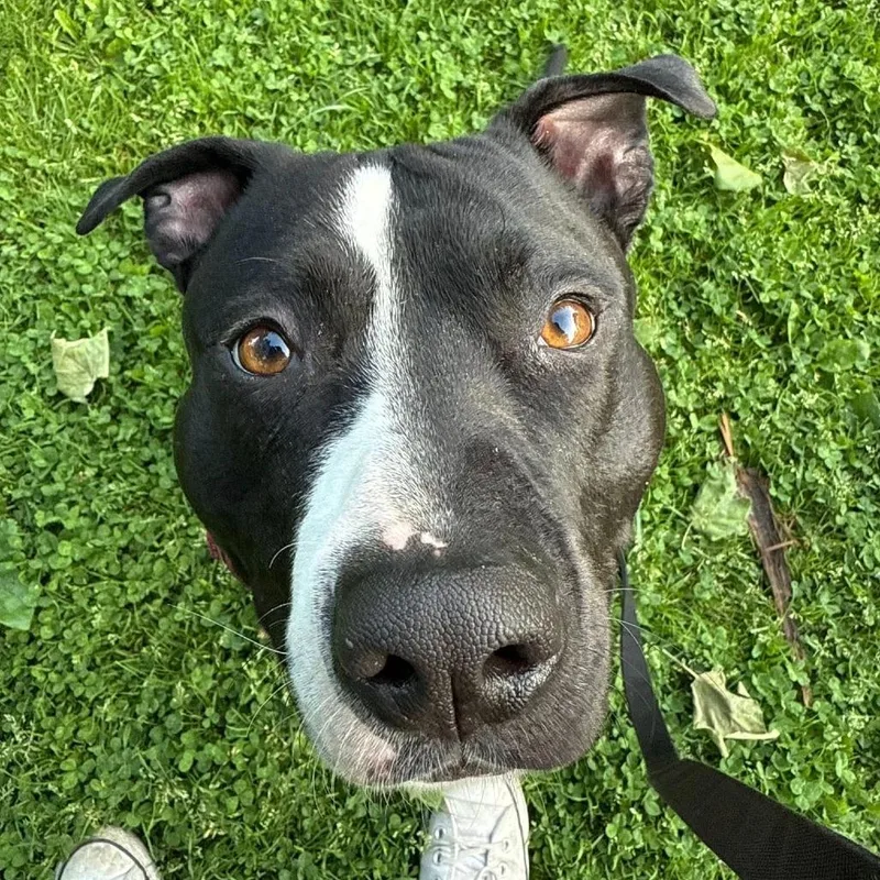 General Tso thumbnail 2