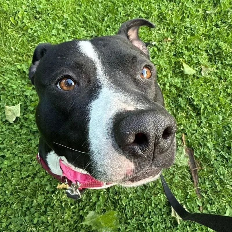 General Tso thumbnail 3